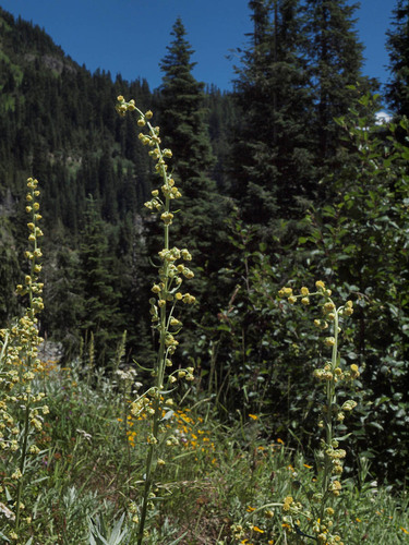 Artemisia ludoviciana ssp. candicans