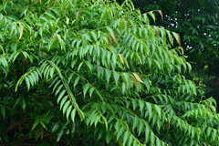 Glochidion lanceolatum