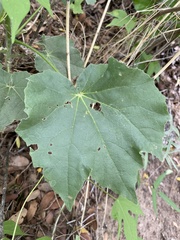 Abutilon mollicomum