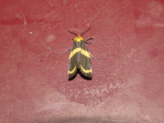 Eudesmia cypris
