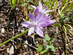 Allium unifolium