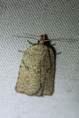 Meritastis