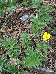 Potentilla crinita