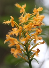 Platanthera × canbyi