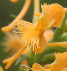 Platanthera × canbyi