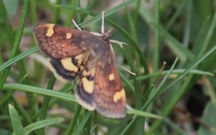 Pyrausta generosa