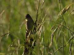 Empidonax albigularis