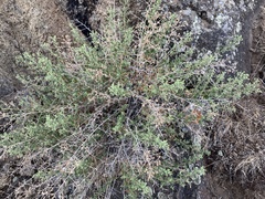 Brickellia microphylla microphylla