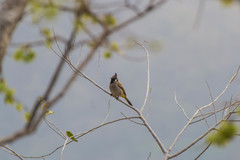 Pycnonotus leucogenys