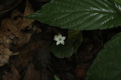 Geophila repens