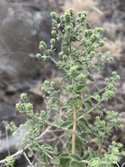 Brickellia microphylla microphylla