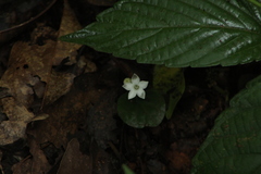 Geophila repens