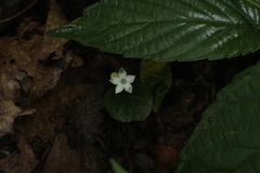 Geophila repens