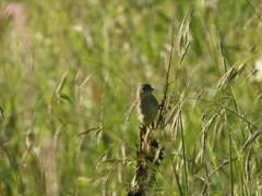Empidonax albigularis