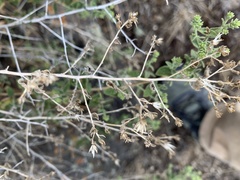 Brickellia microphylla microphylla