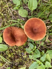 Lactarius oculatus