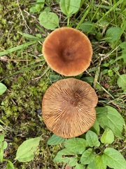 Lactarius oculatus