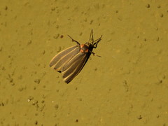 Haematomis uniformis