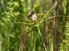Cistothorus platensis