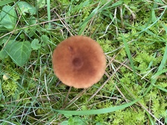 Lactarius oculatus