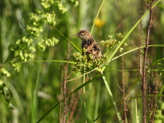 Cistothorus platensis