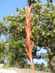 Pitcairnia karwinskyana