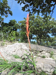 Pitcairnia karwinskyana