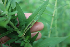 Nemorimyza posticata