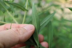 Nemorimyza posticata