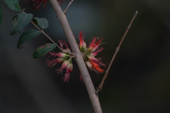 Woodfordia fruticosa