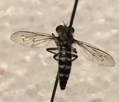 Backomyia