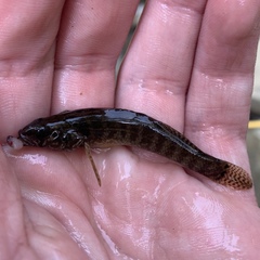 Etheostoma crossopterum