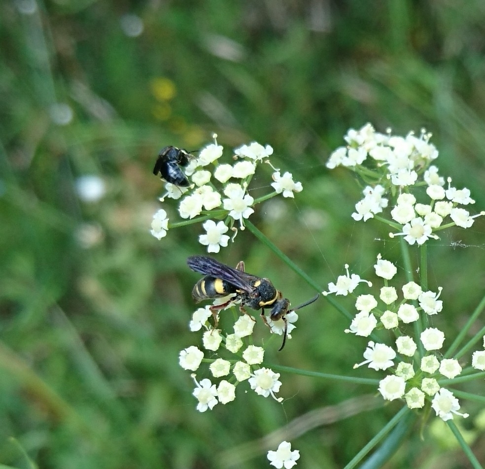 Nysson aequalis