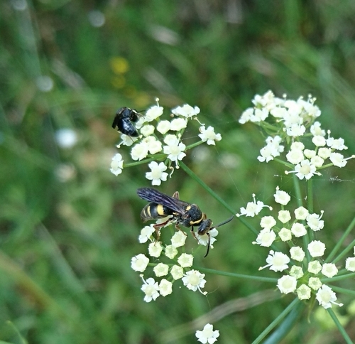 Nysson aequalis