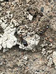 Solenopsis saevissima