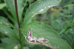 Calycomyza flavinotum