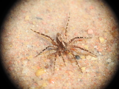 Ornodolomedes