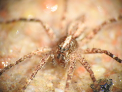 Ornodolomedes