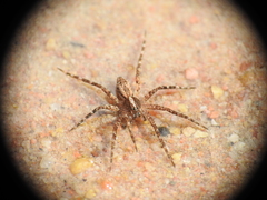 Ornodolomedes