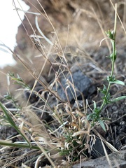 Boechera microphylla