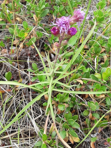 Rocky Mountain blazing star
