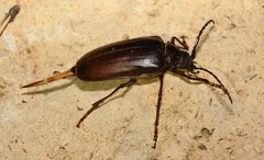 Prionus californicus