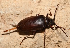 Prionus californicus