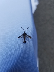 Synanthedon tipuliformis