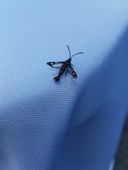 Synanthedon tipuliformis