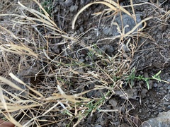 Boechera microphylla