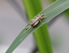 Ornebius infuscatus