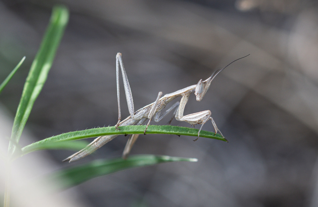 Horned Ground Mantis