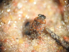 Ochteridae