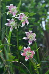 Lilium speciosum